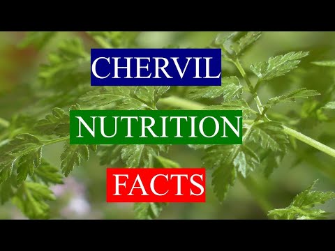 Video: Chervil o'tini etishtirish haqida bilib oling