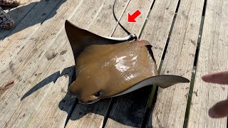 We Caught a MONSTER STINGRAY & COOKED IT — Iron Chef Style!!! (UNBELIEVABLE TASTE)