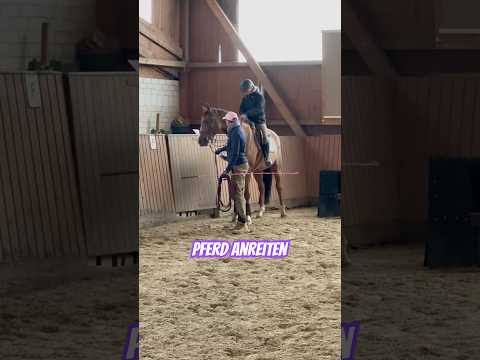 Anreiten Rike gehört Tilo - Julia & ich helfen hier beim Anreiten