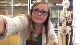 Dr. Mayberry talks Hand Bones