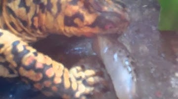 Sparky and the slug-box turtle care