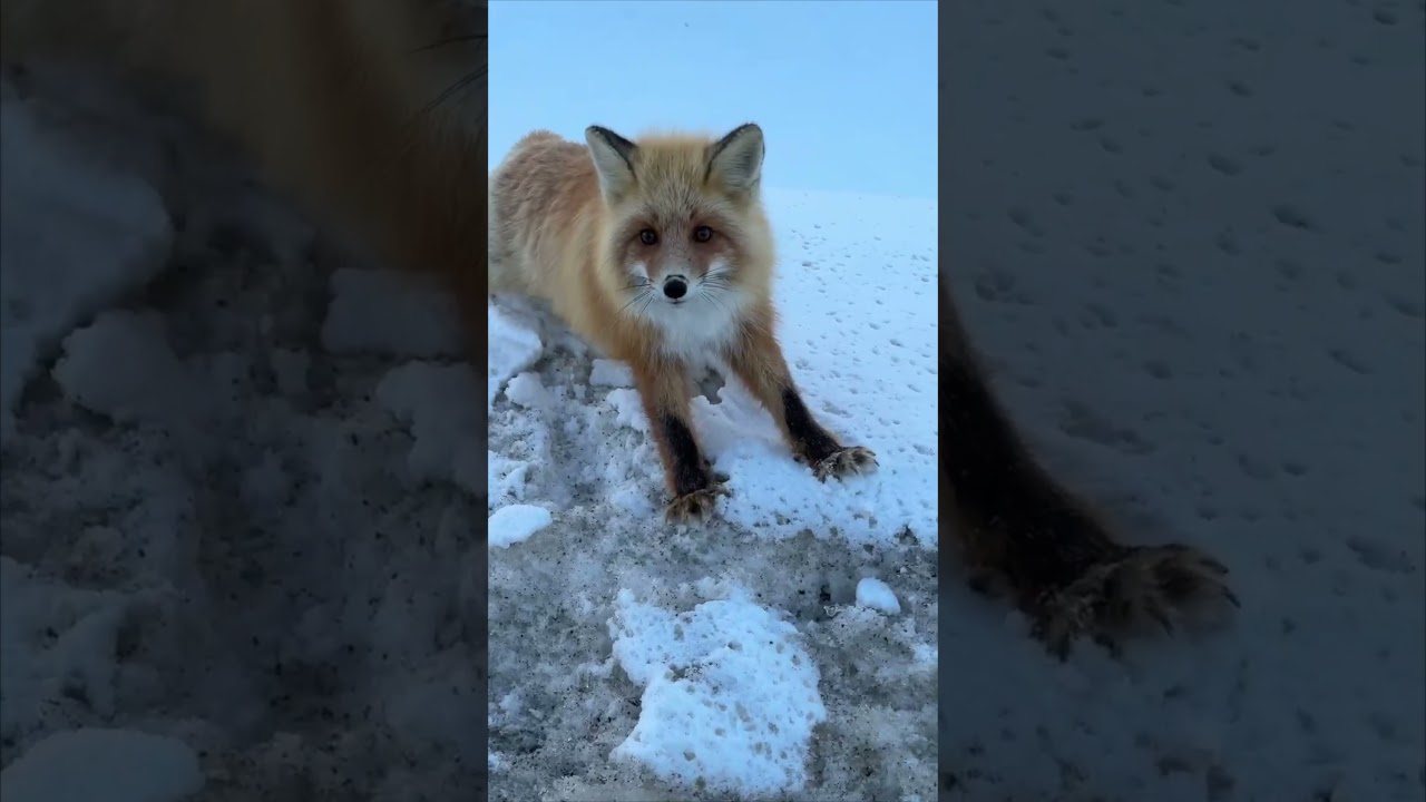 Playful Fox Asks for a Snack