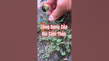 Bạn đã biết công dụng của Địa Cẩm Thảo chưa?