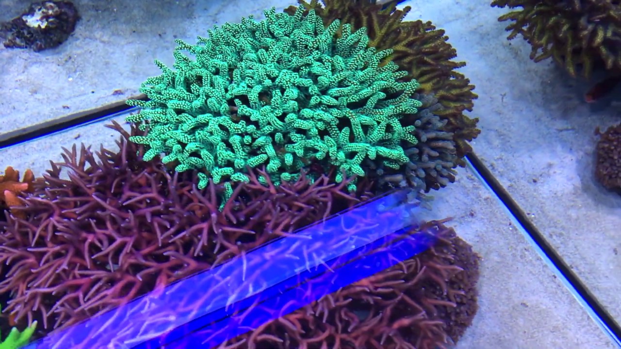 Go Go Las Palmas, Visitando el  Reef de Angel - Deutscher Untertitel