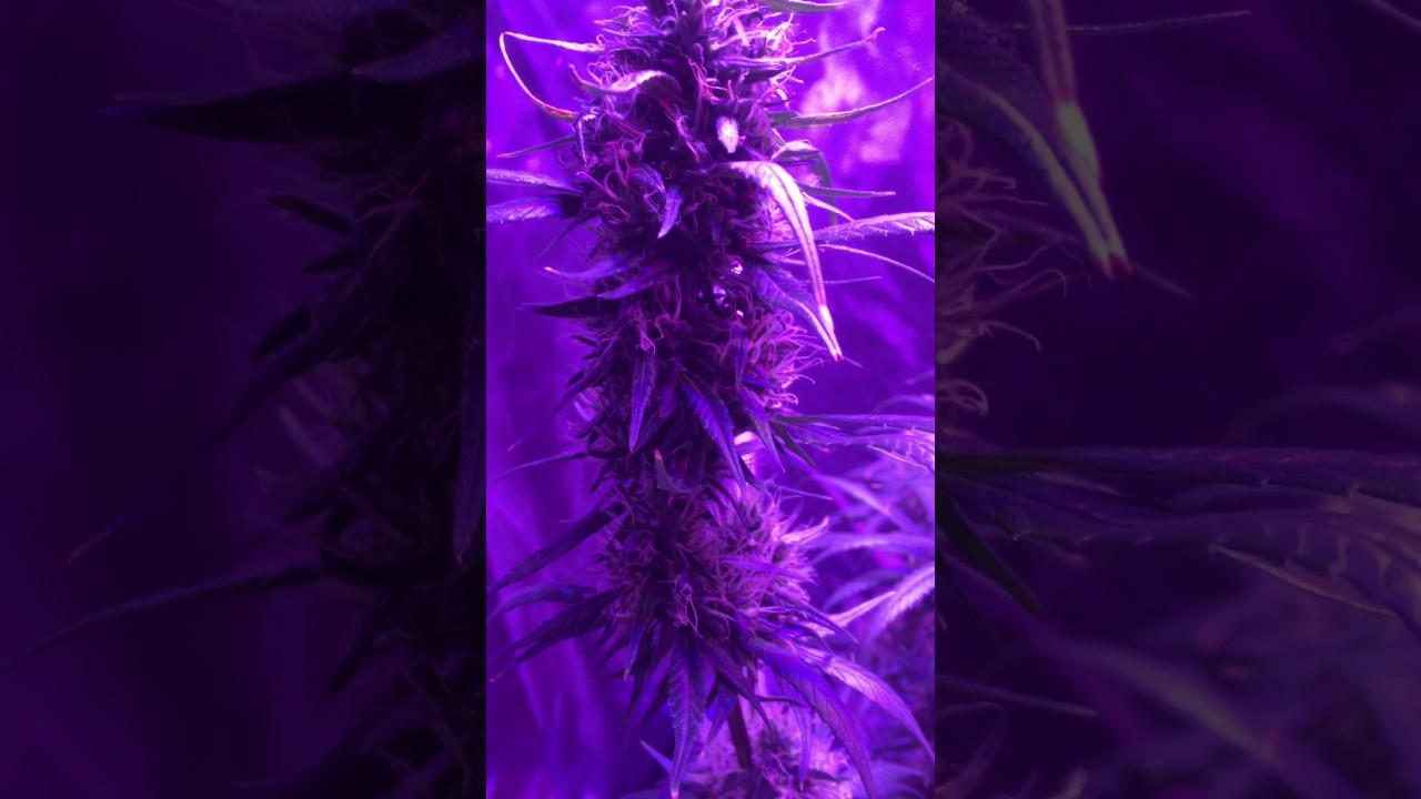 Mars hydro and vipar spectra 300 watt led marijuana grow END OF WEEK 7 in flower