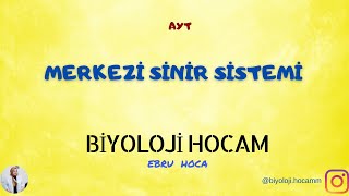 Si̇ni̇r Si̇stemi̇ 2