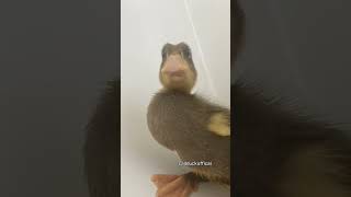 My duck photos got leaked. Profile