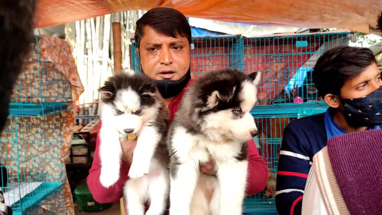 Kolkata Galiff Street Pet market Siberian husky,Jsd,LBd All Dogs