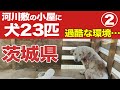 【身勝手】茨城県の河川敷の小屋…中には保護が必要な犬２３匹#388
