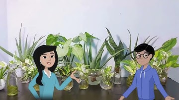 LỢI ÍCH CỦA HOA VÀ CÂY CẢNH TH &THCS PHƯỜNG 4