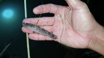 cắm câu mồi cá bống. Mương lục bình mới cắm là dính luôn | Săn bắt SÓC TRĂNG |