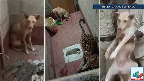 Leopardo y perro callejero quedan atrapados en un baño por 7 horas y esto sucedió