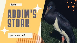Abdims Stork White-Bellied Stork
