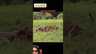 🫢🫢😱😱 #lion #lionking #youtubeshorts #shortvideo