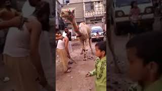 Sallah camel