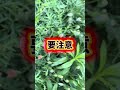 触るな危険。最近見かけるオレンジの綺麗な花。実は肌が弱いお子様やペットにとっては脅威になるとは。見かけたら素手で触らないようにしてね⚠️#東京地本 #ライフハック