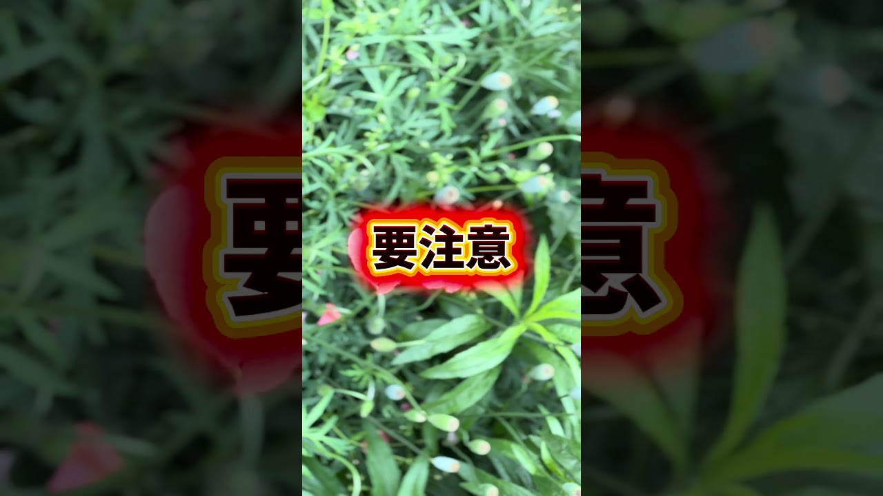 触るな危険。最近見かけるオレンジの綺麗な花。実は肌が弱いお子様やペットにとっては脅威になるとは。見かけたら素手で触らないようにしてね⚠️#東京地本 #ライフハック