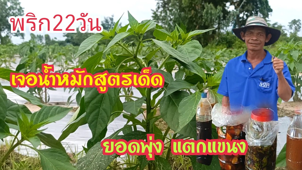 พริกอายุ22 วัน ฉีดน้ำหมักสูตรเด็ดยอดพุ่งแตกแขนงดี!! หมักใช้เองไม่เปลืองเงิน สูตรนี้ดีจริงๆ