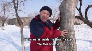 TREEvia Episode 2: How do trees survive in winter?