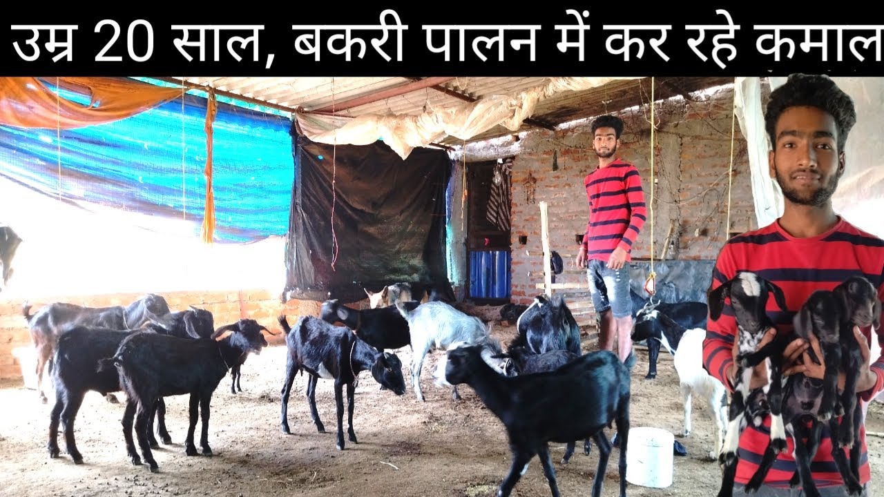 उम्र 20 साल , बकरी पालन में कर रहे कमाल | bakri palan