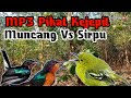 Kolibri Muncang Kejepit‼️,Suara Pikat Kolibri Wulung Kombinasi Burung Sirpu