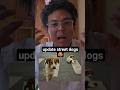 Update: Street Dogs #shorts #update_news