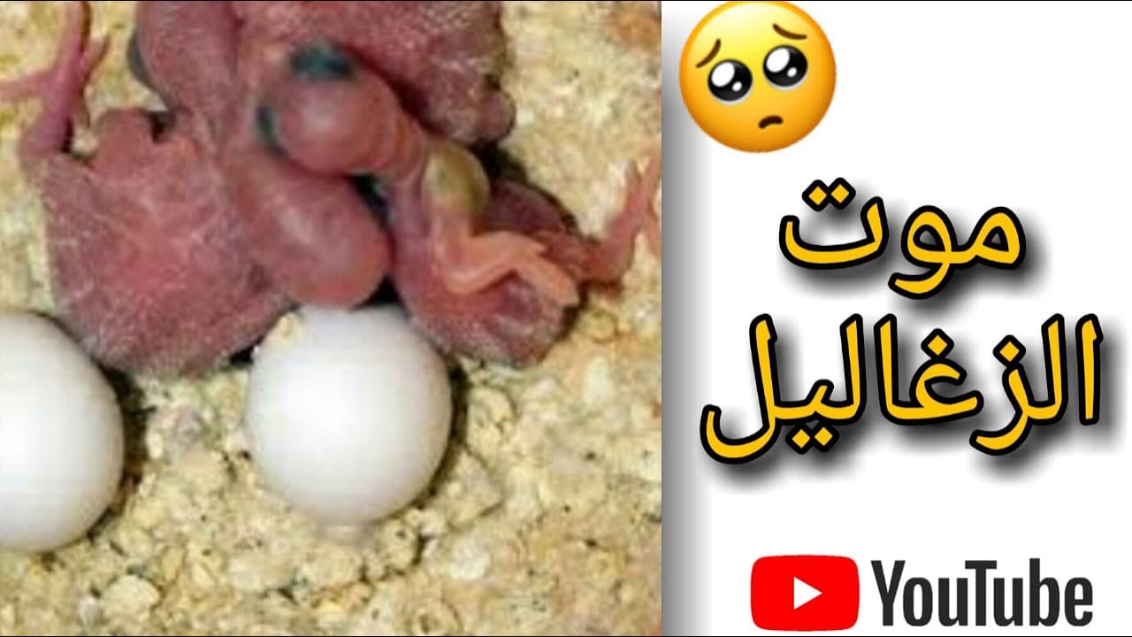 اسباب موت الفروخ والعلاج