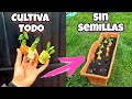 🍅 GERMINA sin SEMILLAS hortalizas y plantas del SUPERMERCADO Y mira ESTO! Huerto urbano y jardín