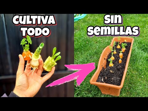 Video: Brotes de verduras en abono: cómo evitar que broten las semillas