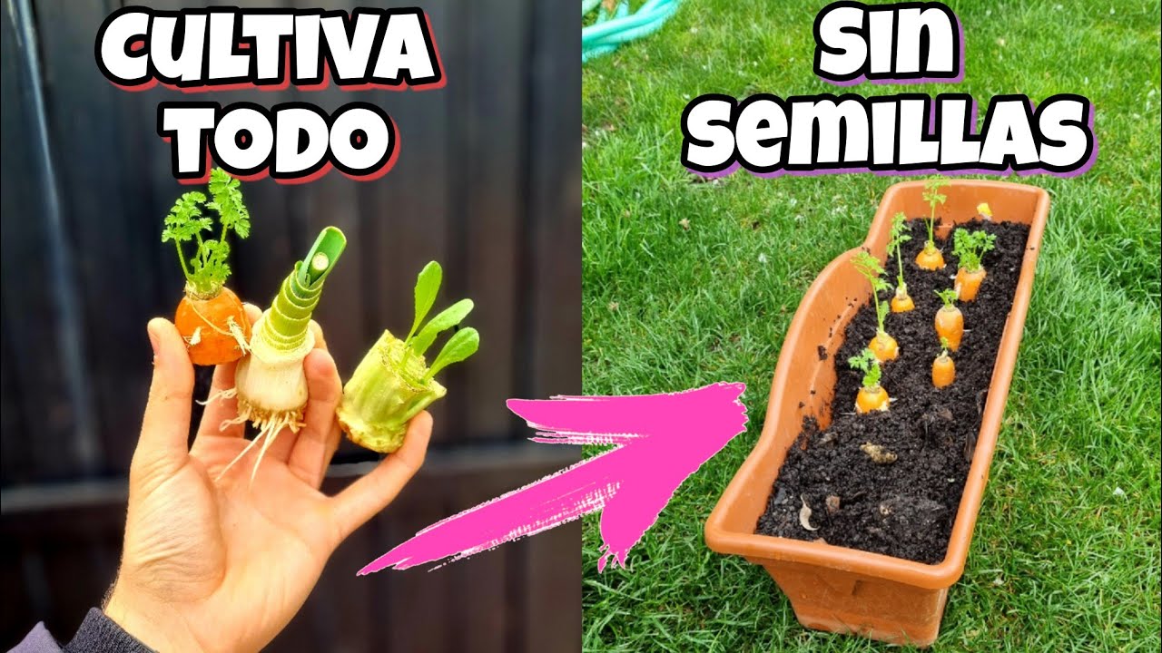 🍅 GERMINA sin SEMILLAS hortalizas y plantas del SUPERMERCADO Y mira ESTO! Huerto urbano y jardín