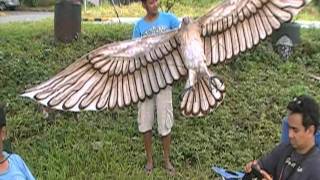 Eagle Kite made in the Philippines