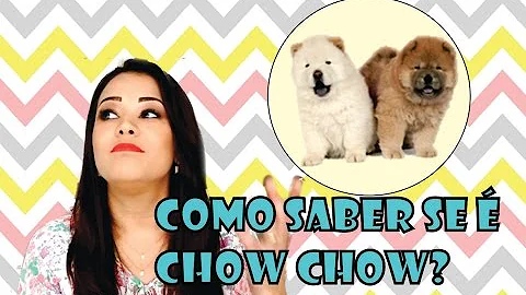 Como saber se o cachorro Chow Chow é de raça pura?