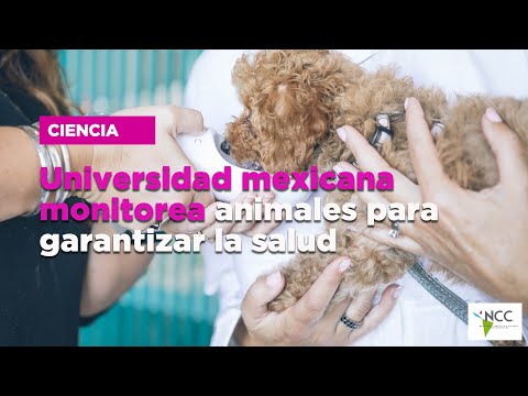 Universidad mexicana monitorea animales para garantizar la salud