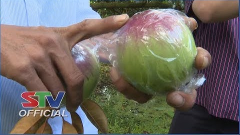 STV - Vú sữa Tím Đào và Vú sữa Tứ Quý - 2 loại trái cây tiềm năng xuất khẩu của tỉnh Sóc Trăng