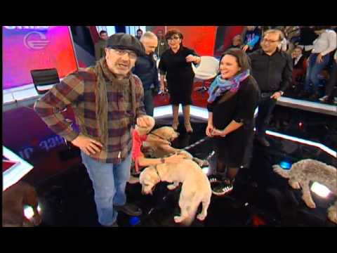 მხარდამჭერი აქცია თამაზ ელიზბარაშვილის ძაღლების თავშესაფარს