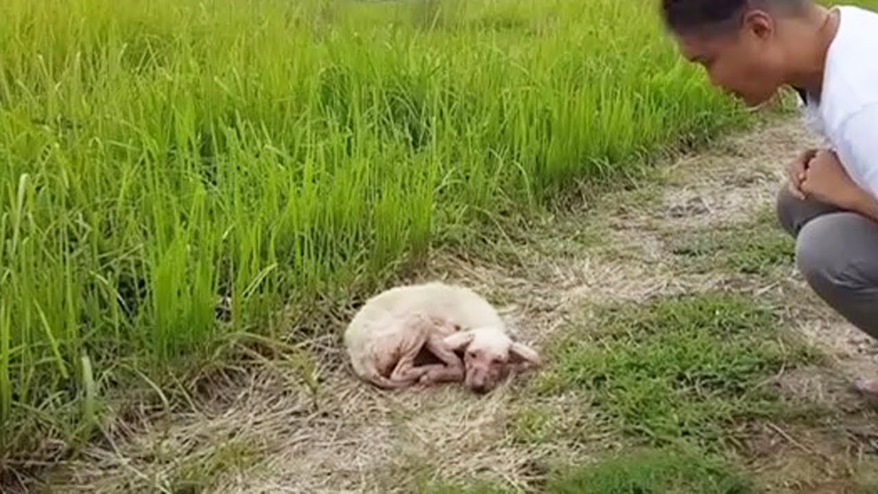 The abandoned dog waited in vain for her owner in the field with itchy ...