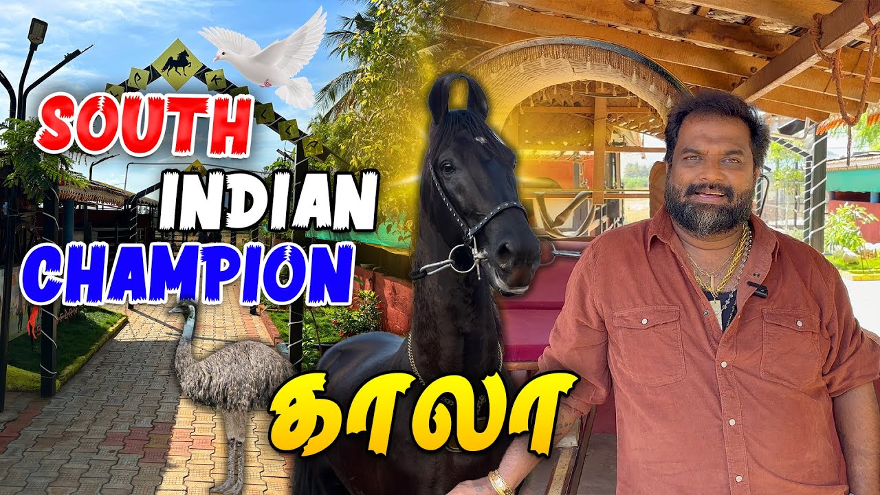 2000 புறாக்கள், 9 குதிரைகள், காங்கேயம் நாட்டு மாடுகள் - வரதராஜன் ஒருங்கிணைத்த பண்ணை | Smart Vivasayi