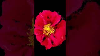 turn any image to audio reactive particles with pops in #touchdesigner