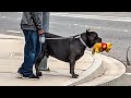QUANDO VOCÊ PRECISA DE UM CACHORRO PARA PROTEÇÃO, MAS ARRANJA UM COMEDIANTE