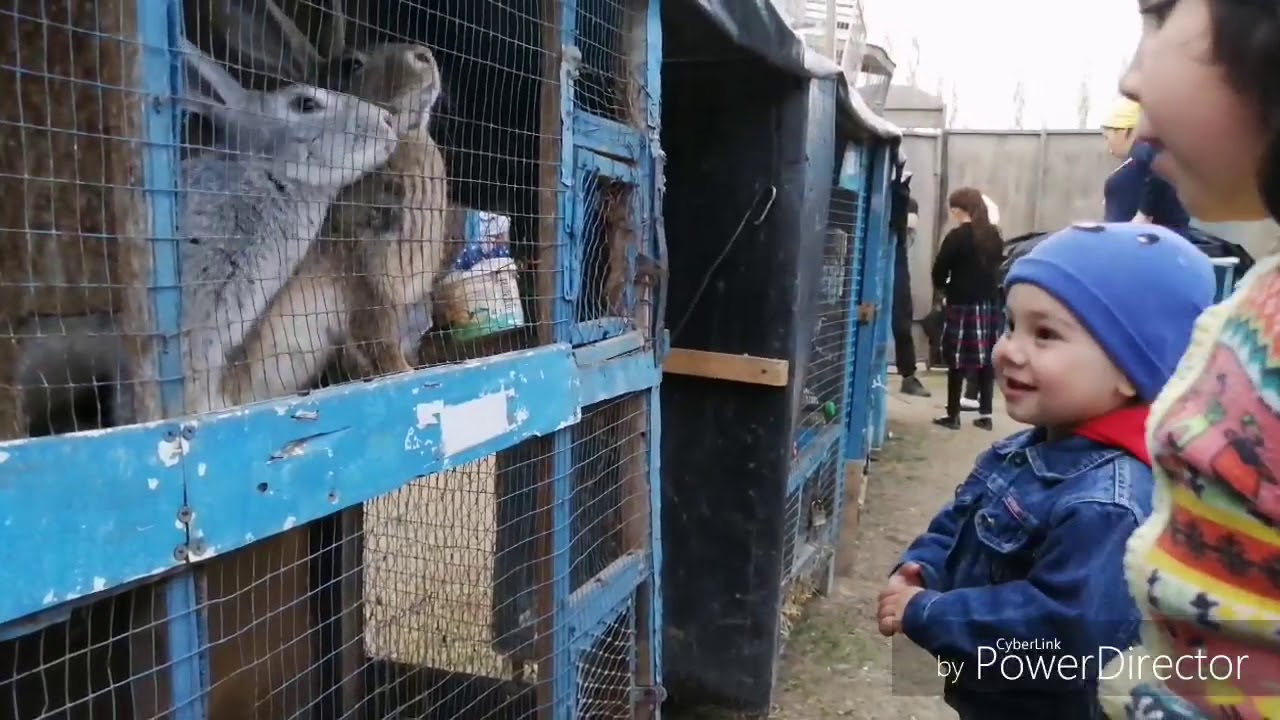 Сафед-Булонда кичик ҳайвонот боғи. Зоопарк