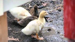 Rainy Day with the ducklings