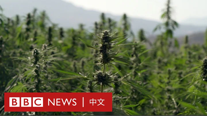 走进摩洛哥的合法大麻田－ BBC News 中文 - 天天要闻