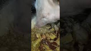 This Pig is eating pyrocynical slop asmr countryside haram dinnertime