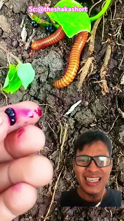 Millipedes and Red Liquid Fruit ‼️ @theshakashort