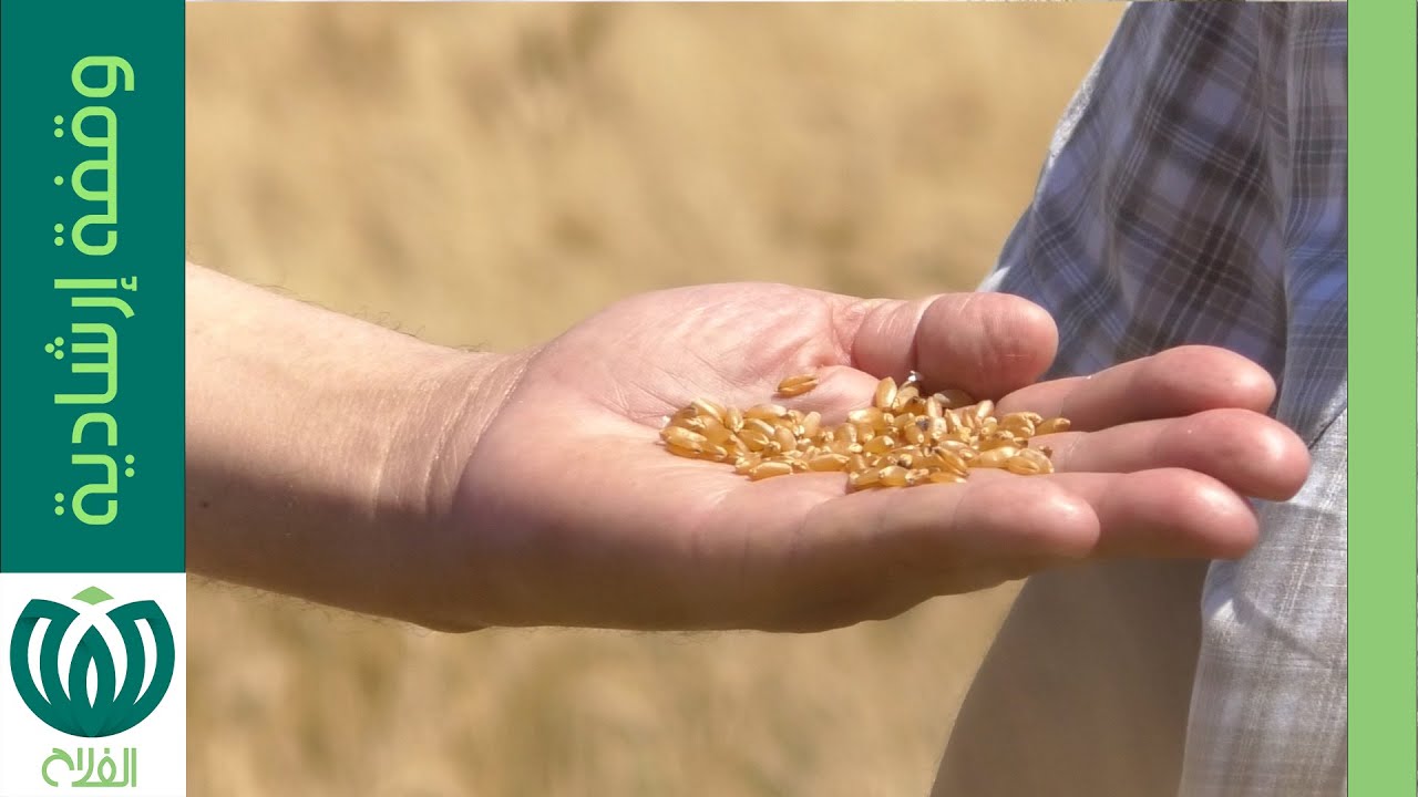 كيف نحقق مردودا جيدا في محصول القمح؟