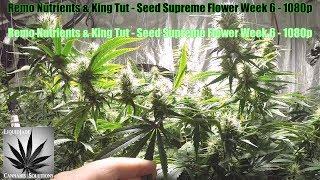 Remo Nutrients & King Tut   Seed Supreme Flower Week 6   1080p