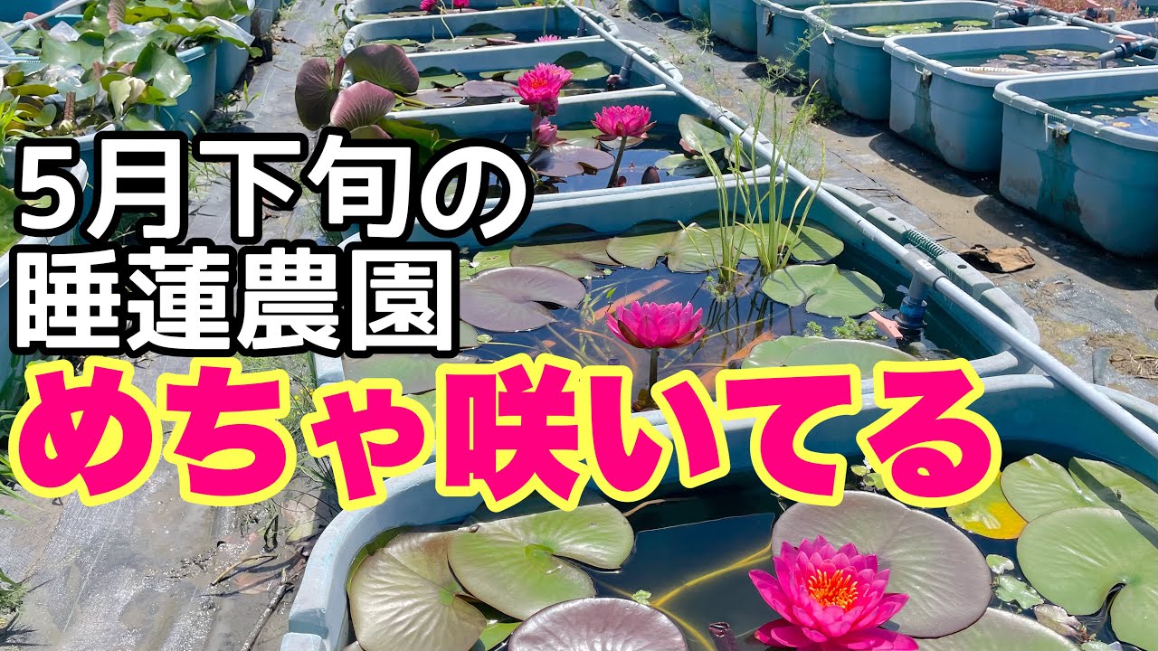Water lily season is in full swing! The number of flowers blooming