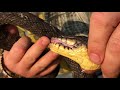 Plain Belly Water Snake vs. Diamondback Water Snake vs. Cottonmouth