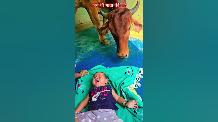 गौ माता का प्यार #gaushala #animallover #gauseva #gaumata#animals #gaumakasevak #cowslover #cow