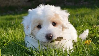 Relaxing music for dogs🐶Stress Relief Music, Healing Music🎵Dog's Favorite Music.